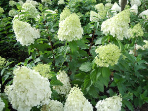 Bild von Hydrangea